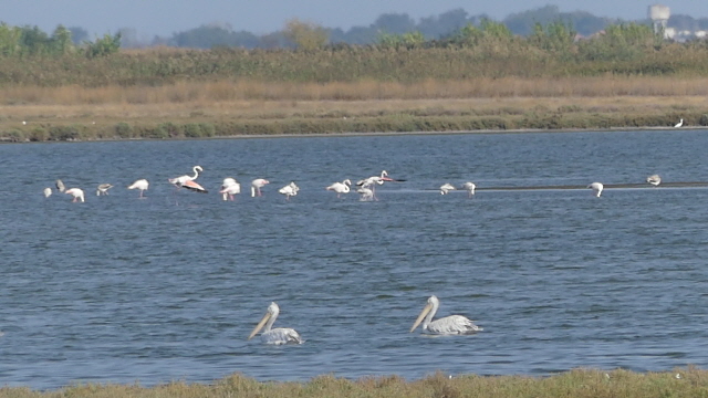 pelikane flamingos