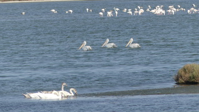 pelikane flamingos1